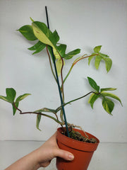 Philodendron Florida Beauty