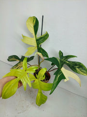 Philodendron Florida Beauty