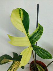 Philodendron Florida Beauty