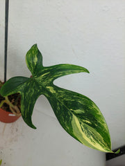 Philodendron Florida Beauty