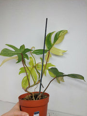 Philodendron Florida Beauty