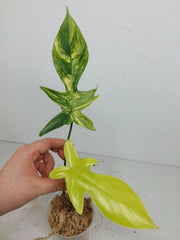 Philodendron Florida Beauty