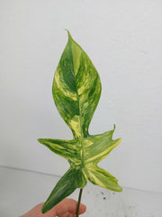 Philodendron Florida Beauty