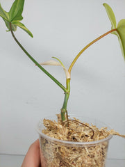 Philodendron Florida Beauty