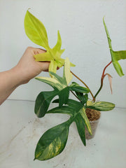 Philodendron Florida Beauty