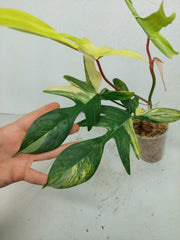 Philodendron Florida Beauty