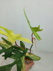 Philodendron Florida Beauty