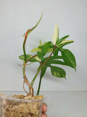 Philodendron Florida Beauty