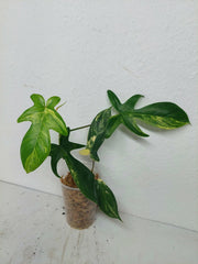 Philodendron Florida Beauty