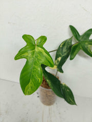 Philodendron Florida Beauty