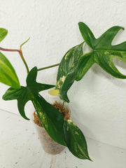 Philodendron Florida Beauty