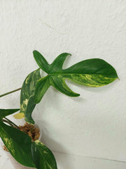 Philodendron Florida Beauty