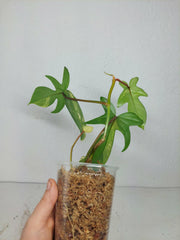 Philodendron Florida Beauty
