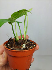 Monstera Bulbasaur