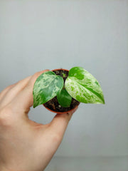 Monstera Bulbasaur