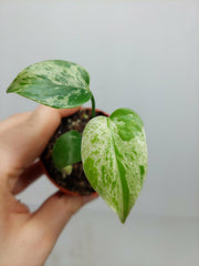 Monstera Bulbasaur