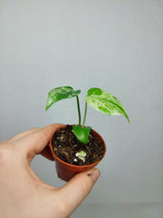 Monstera Bulbasaur