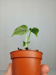 Monstera Bulbasaur