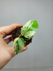 Monstera Bulbasaur