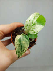 Monstera Bulbasaur
