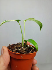 Monstera Bulbasaur
