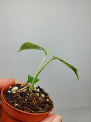 Monstera Bulbasaur