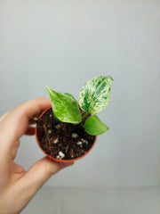 Monstera Bulbasaur