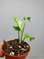Monstera Bulbasaur