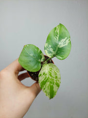 Monstera Bulbasaur