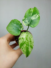 Monstera Bulbasaur
