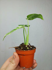 Monstera Bulbasaur
