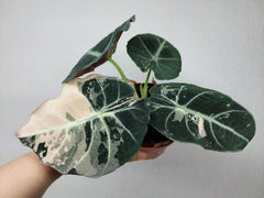 Alocasia Black Velvet Pink Variegata