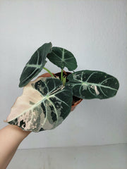 Alocasia Black Velvet Pink Variegata