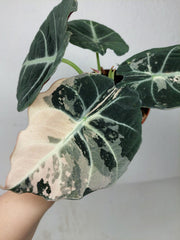 Alocasia Black Velvet Pink Variegata