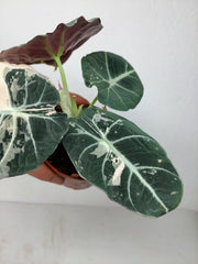 Alocasia Black Velvet Pink Variegata