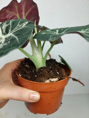 Alocasia Black Velvet Pink Variegata