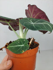 Alocasia Black Velvet Pink Variegata