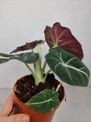 Alocasia Black Velvet Pink Variegata