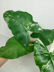 Alocasia Macrorrhiza Variegata