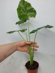 Alocasia Macrorrhiza Variegata