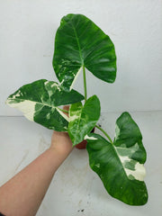 Alocasia Macrorrhiza Variegata