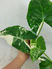 Alocasia Macrorrhiza Variegata