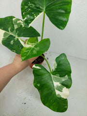 Alocasia Macrorrhiza Variegata