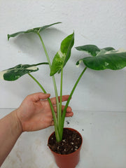 Alocasia Macrorrhiza Variegata