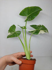Alocasia Macrorrhiza Variegata