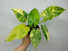 Alocasia Gageana Aurea Variegata