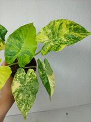 Alocasia Gageana Aurea Variegata