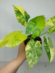 Alocasia Gageana Aurea Variegata