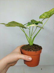 Alocasia Gageana Aurea Variegata