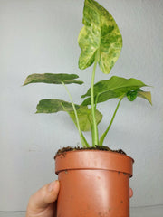 Alocasia Gageana Aurea Variegata